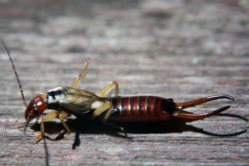 What are some common household insects?