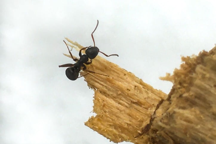 Carpenter ant infestation