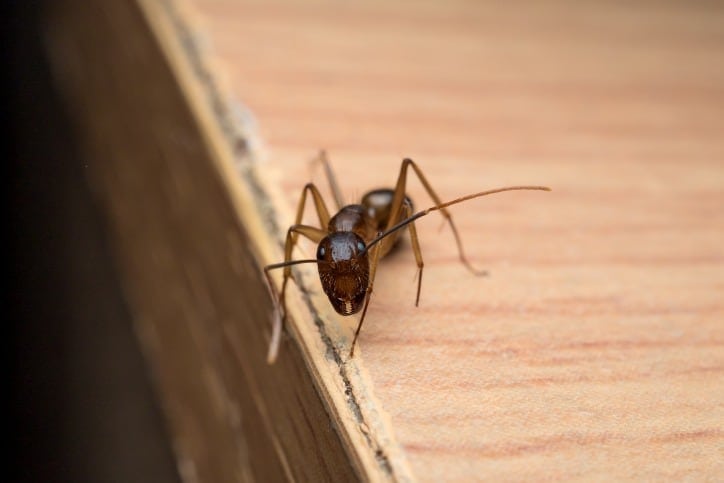 carpenter ants get inside my house