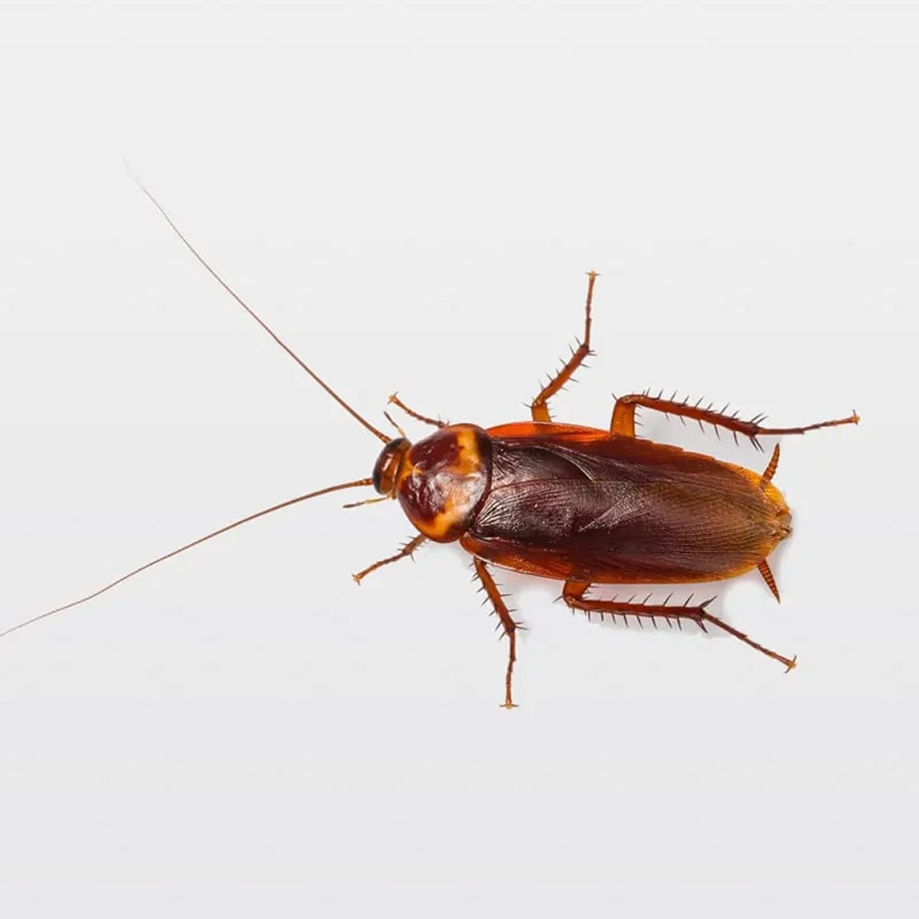 American Cockroach Control Problems In Toronto