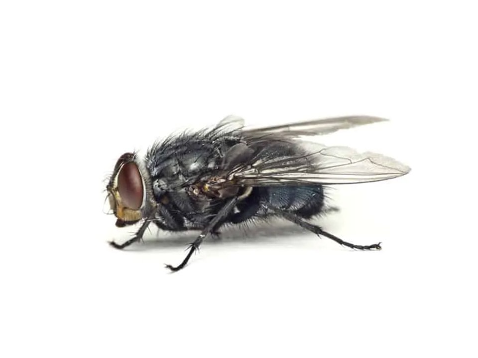 Cluster Fly Extermination Toronto