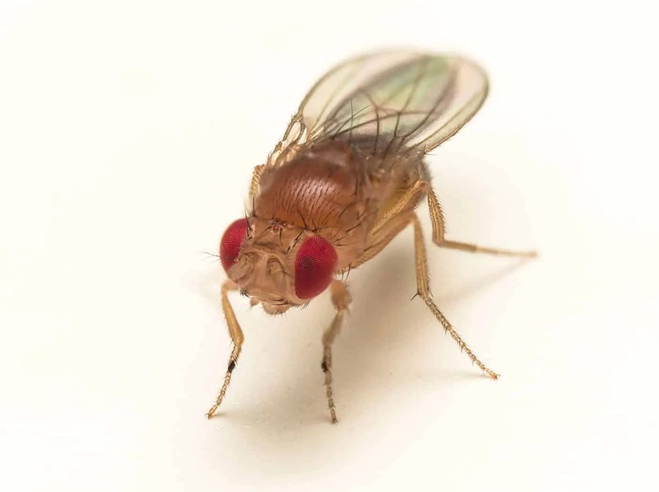 Fruit Fly Extermination Toronto