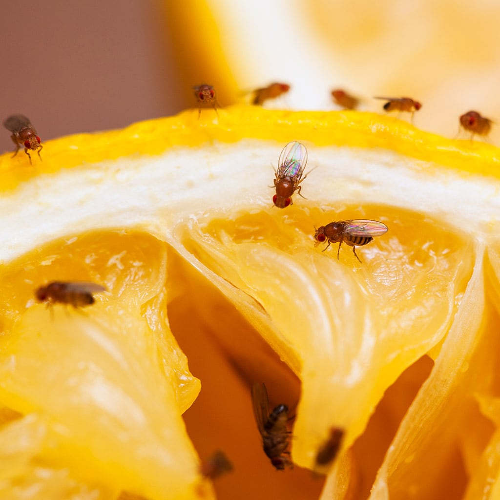 Fruit Fly Life Cycle and Habitats Toronto