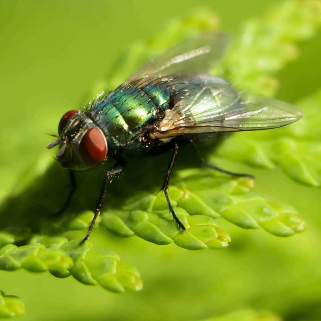 Interesting Green Bottle Fly Pest Facts Toronto
