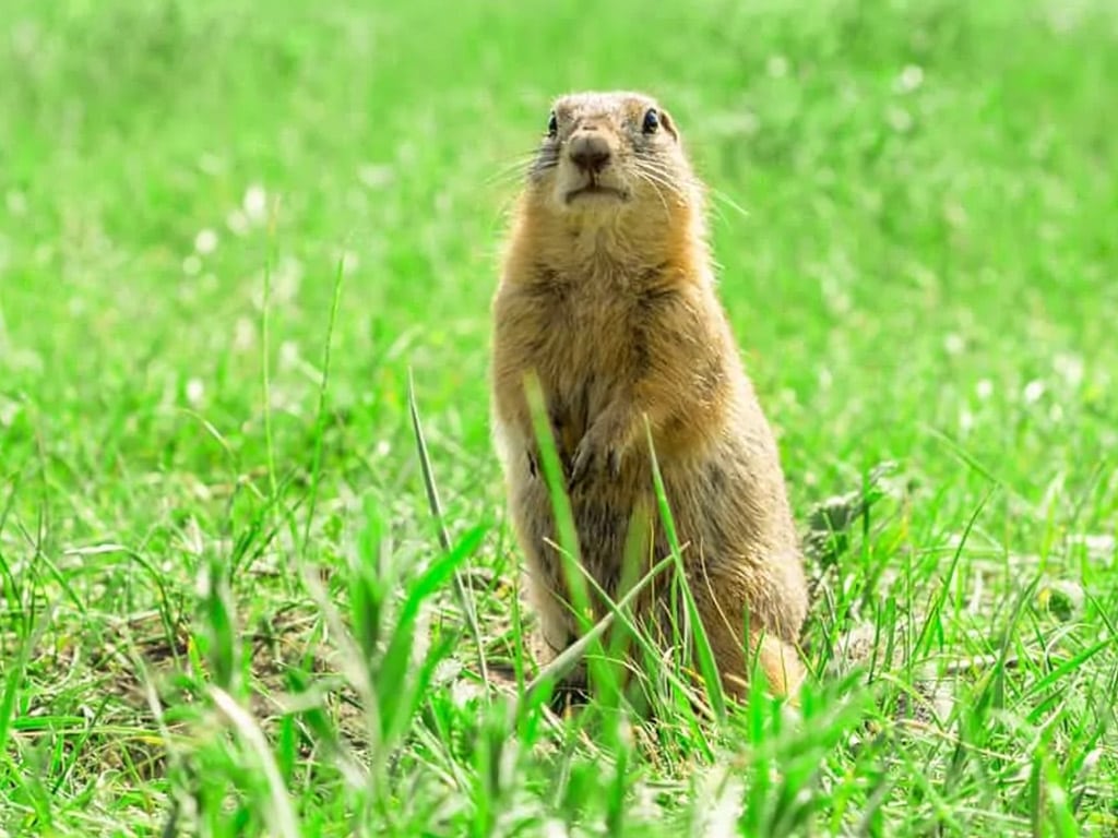 Interesting Groundhog Facts & Information in Toronto