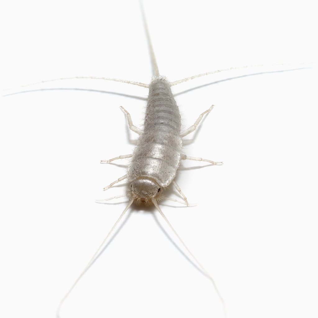 Interesting Silverfish Facts & Information in Toronto