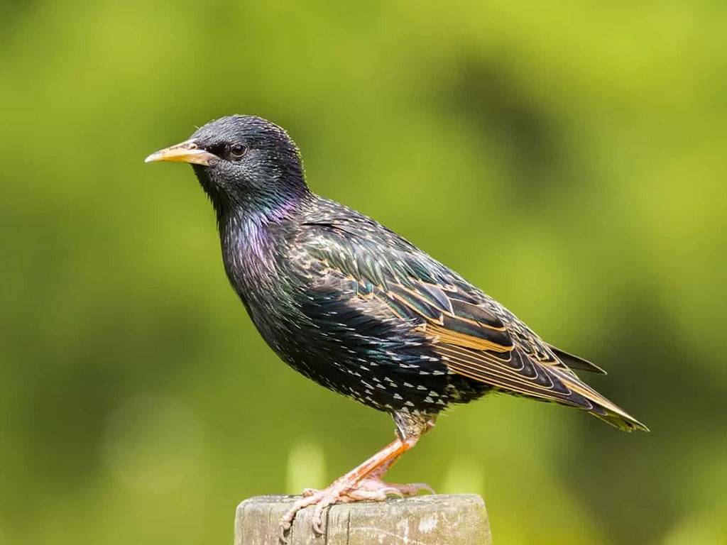 Interesting Starling Facts & Information in Toronto