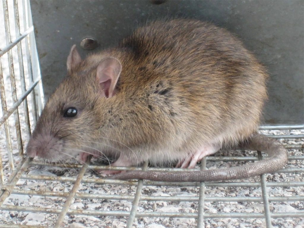 Rodent pest control Brampton