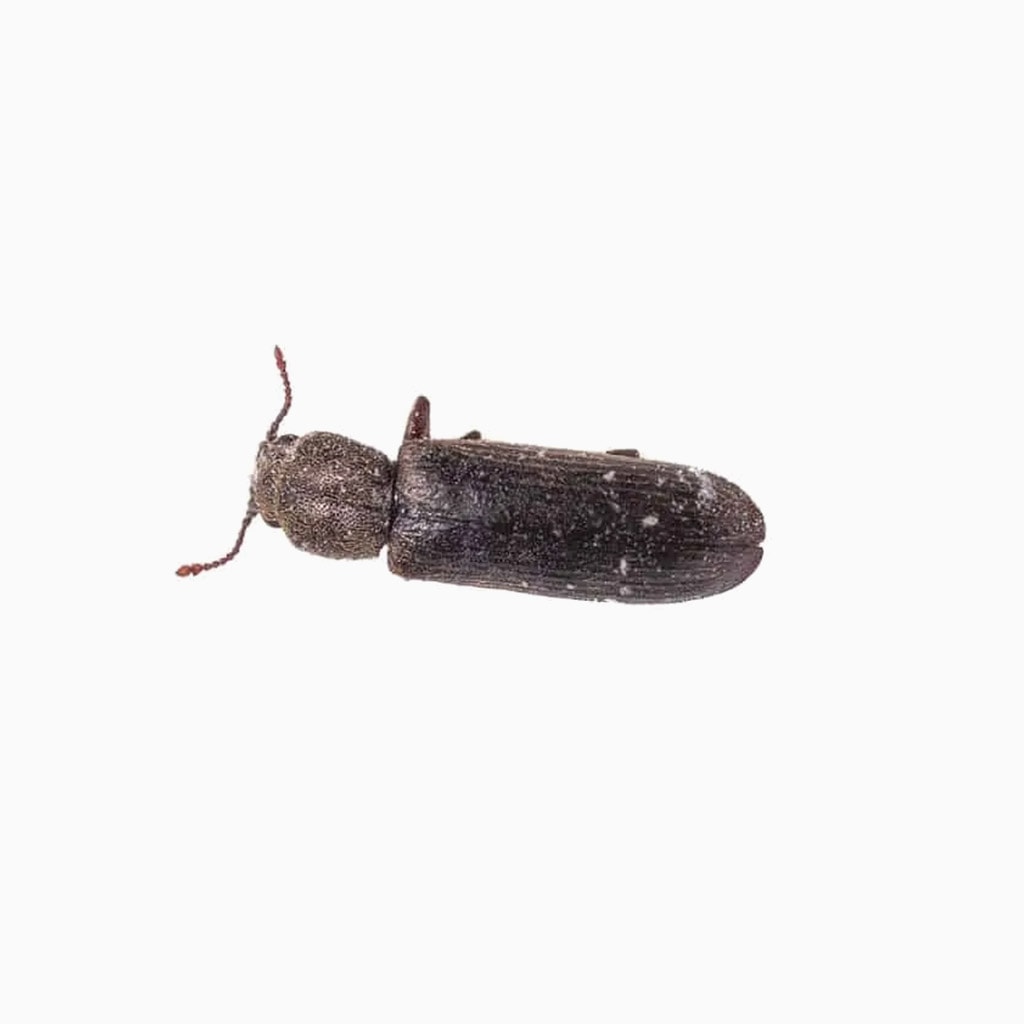 Powderpost Beetle Facts Toronto