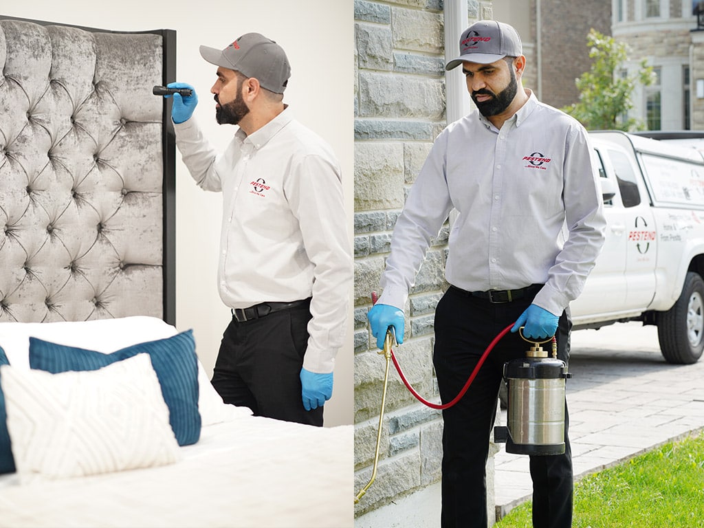 Bed Bug Pest Control & Ant Control in Innisfil