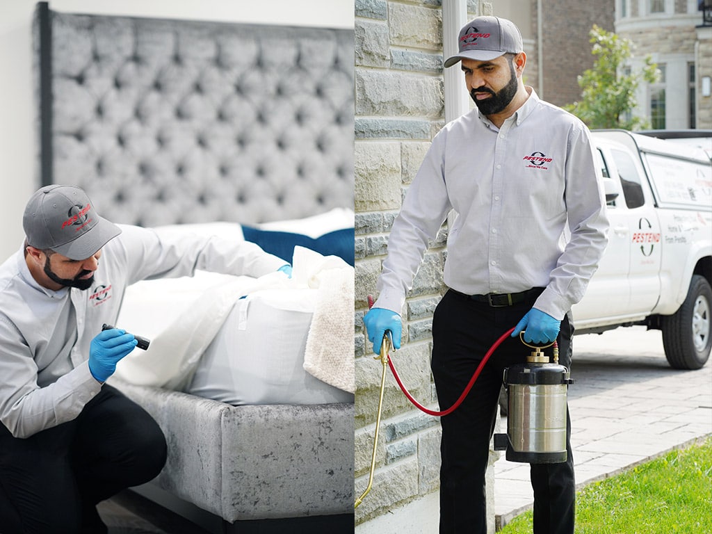 Thornhill Bed Bug Pest Control & Ant Control that Works