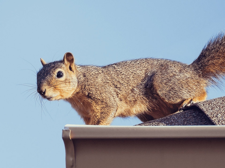 Wildlife Squirrel Removal Toronto