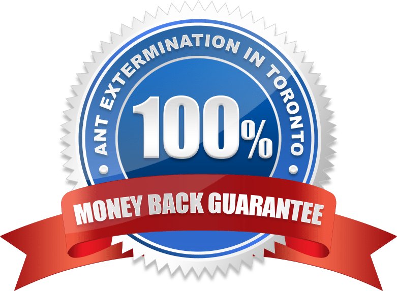 100% Money Back Guarantee Ant Removal Toronto