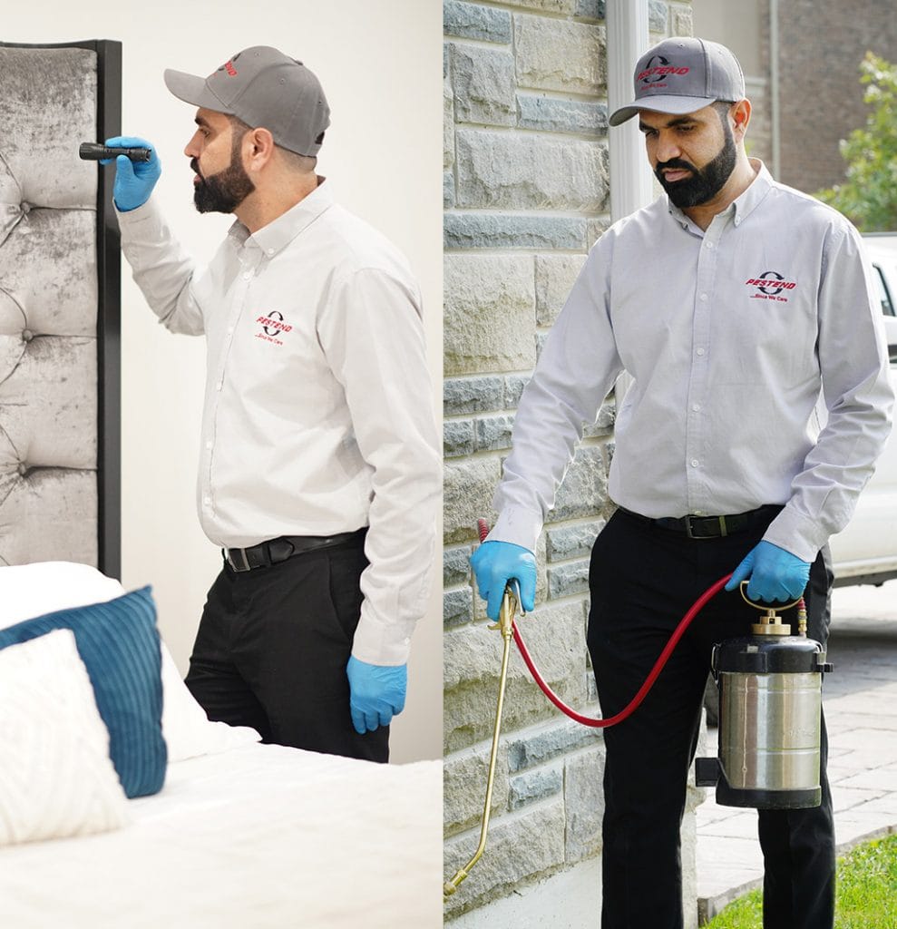 Ant Bed Bug Control Vaughan