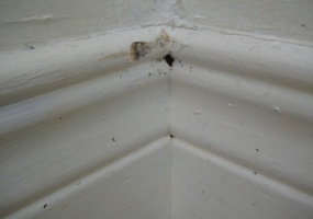 Bed Bug In Baseboards