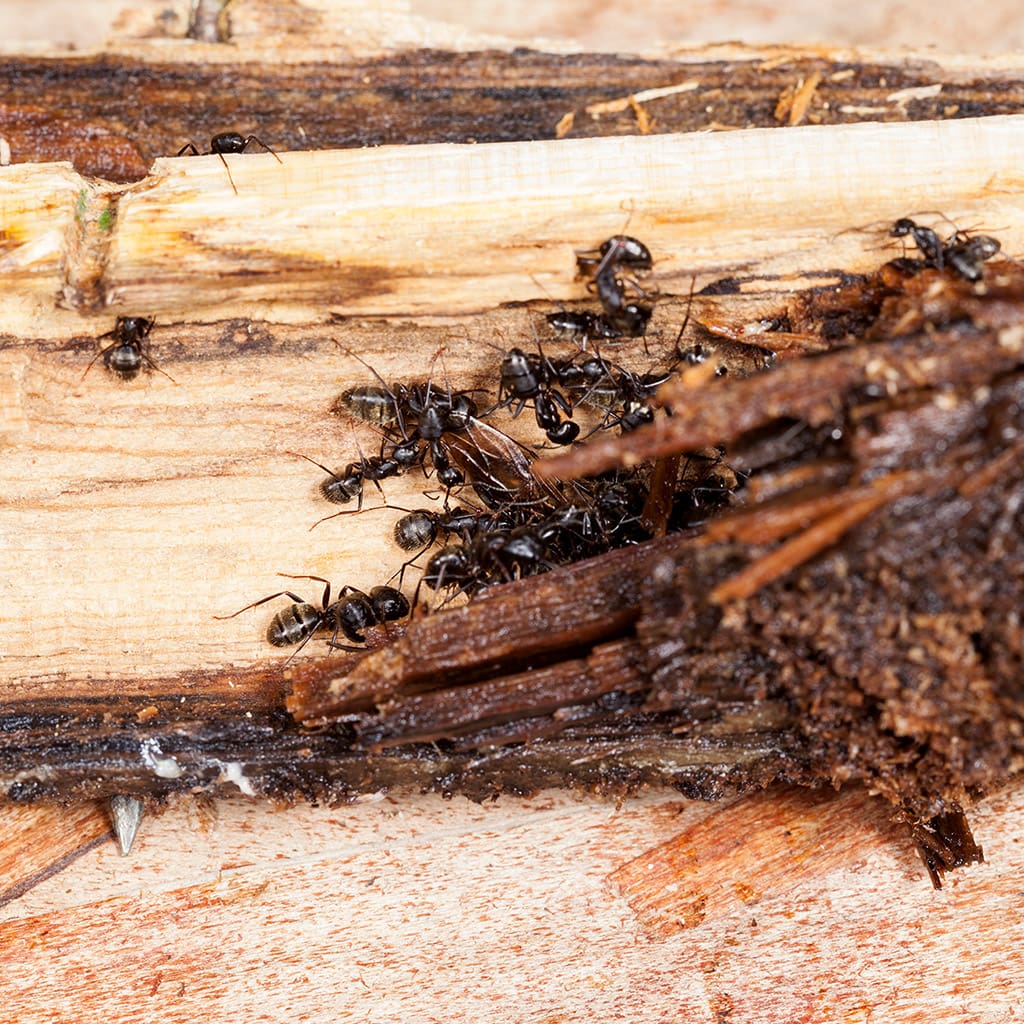 Carpenter Ant Colony Toronto Control