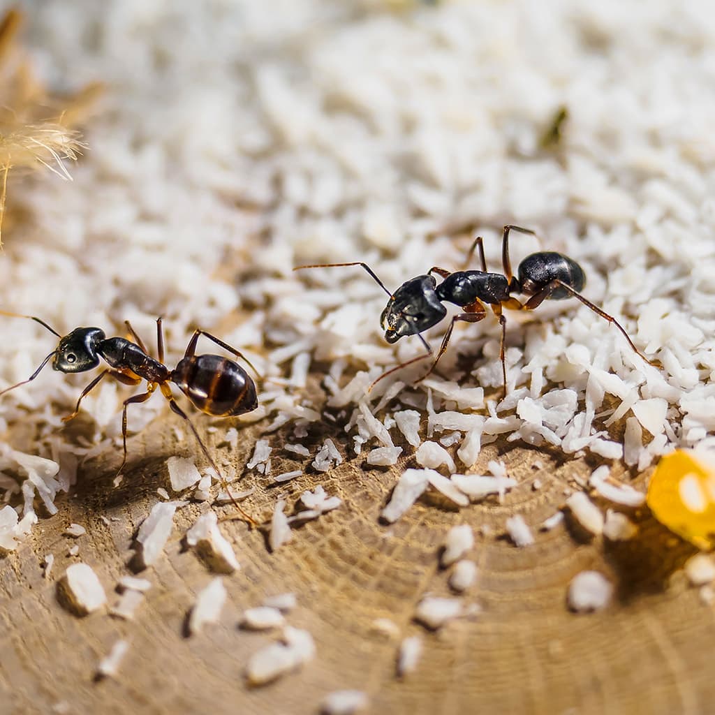 Carpenter Ant Dietary Preferences