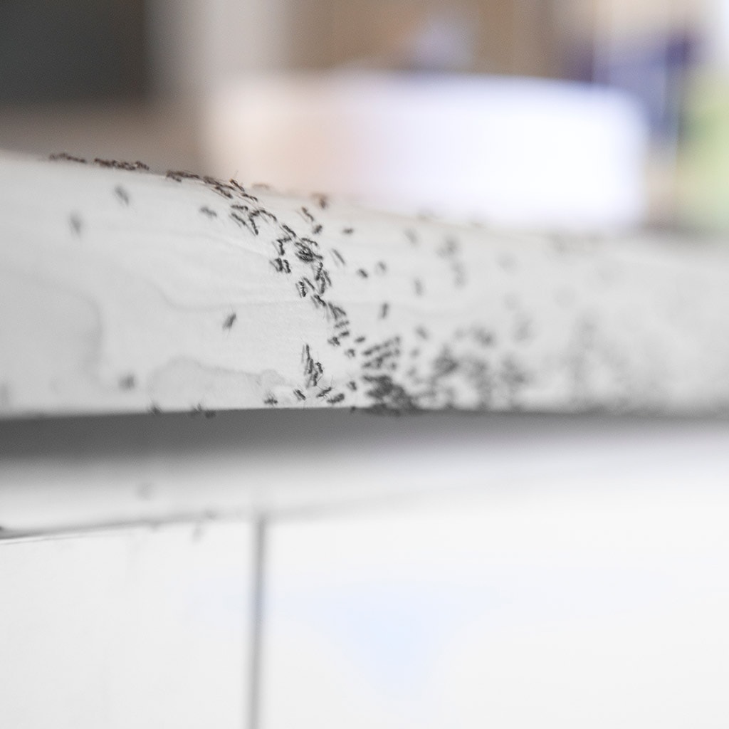 Carpenter Ant Indoor Preferences