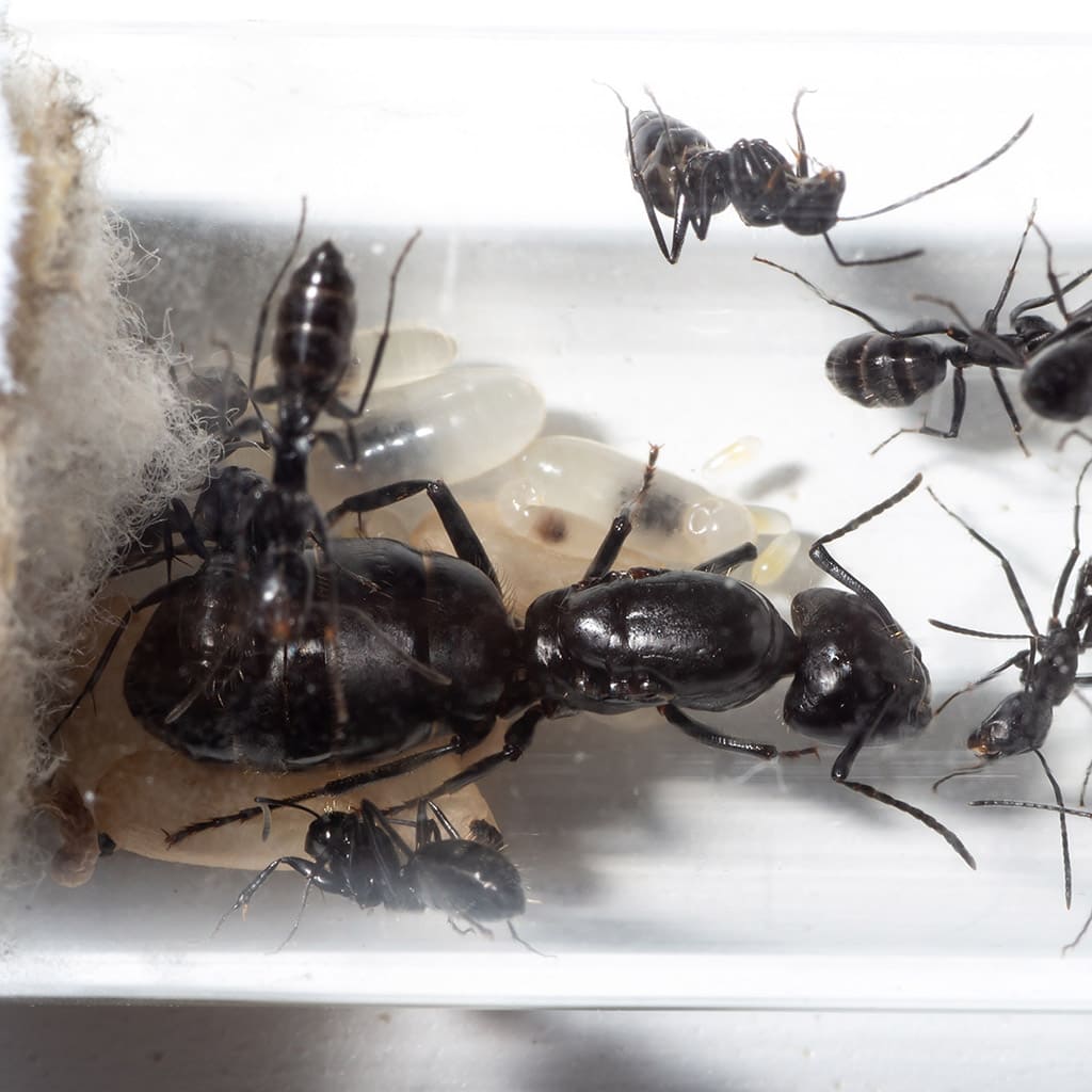 Carpenter Ant Reproduction Cycle
