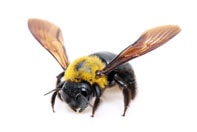 Carpenter Bee Removal Services Toronto