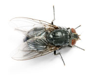 Cluster Fly Control Services Toronto
