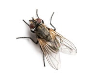 House Fly Control Services Toronto