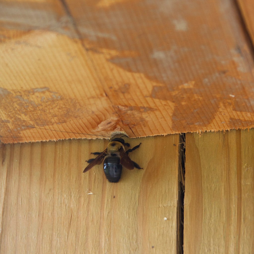 Interesting Carpenter Bee Facts & Information in Toronto