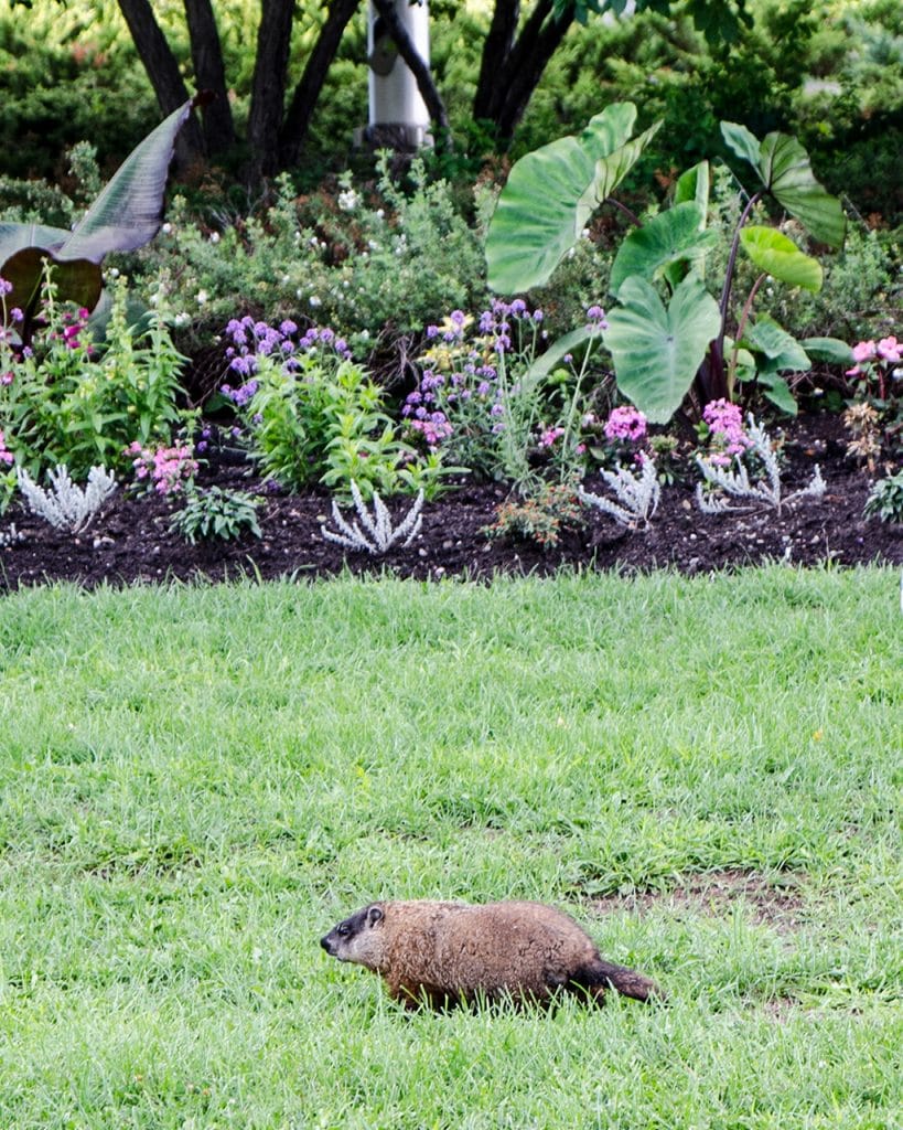 Interesting Facts About Groundhog Toronto