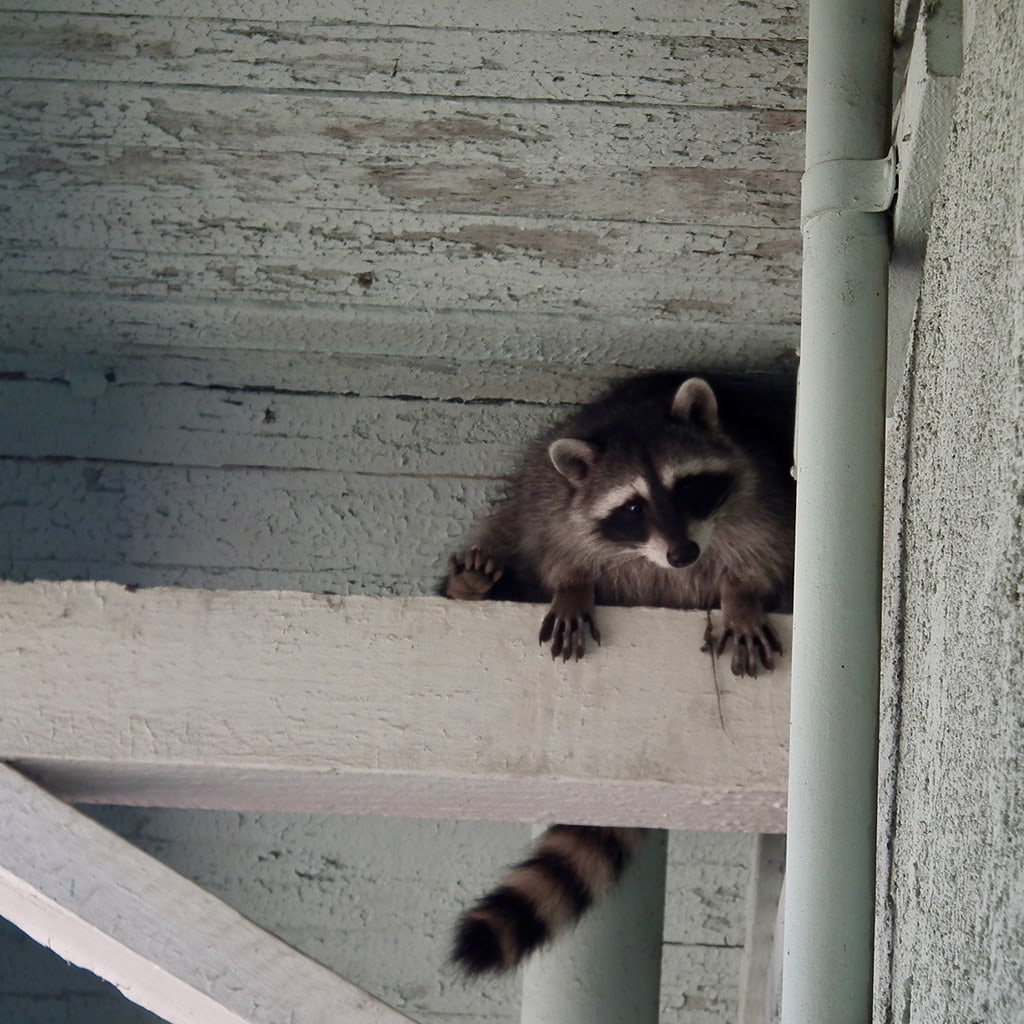 Interesting Facts About Raccoons