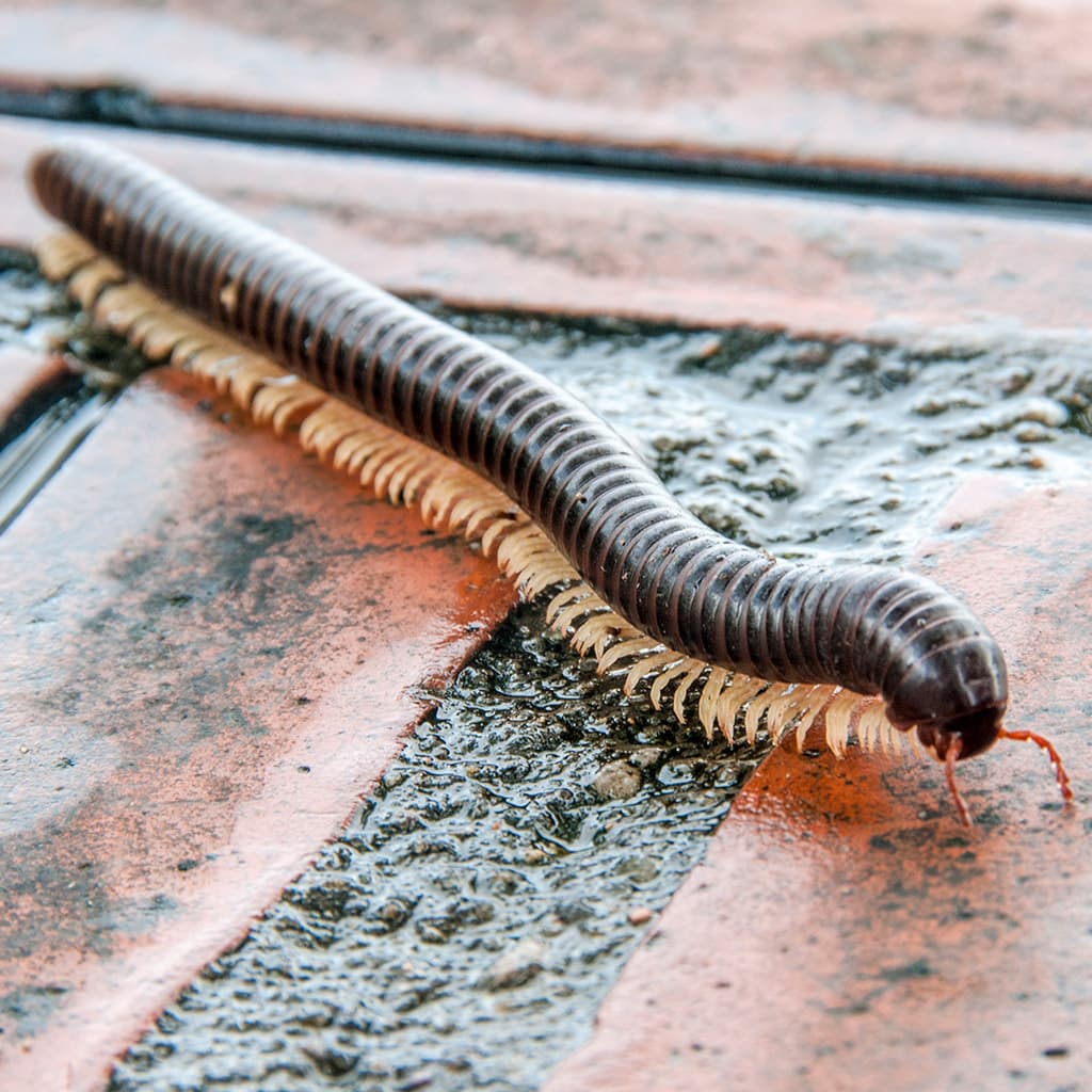 Interesting Millipede Pest Facts in Toronto