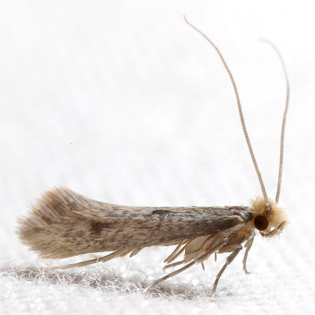 Interesting Moth Pest Facts & Information in Toronto