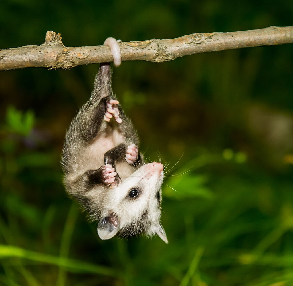 Opossum Extermination Toronto