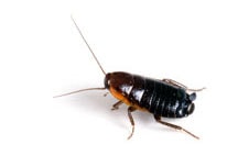 Oriental Cockroach Control Services Toronto