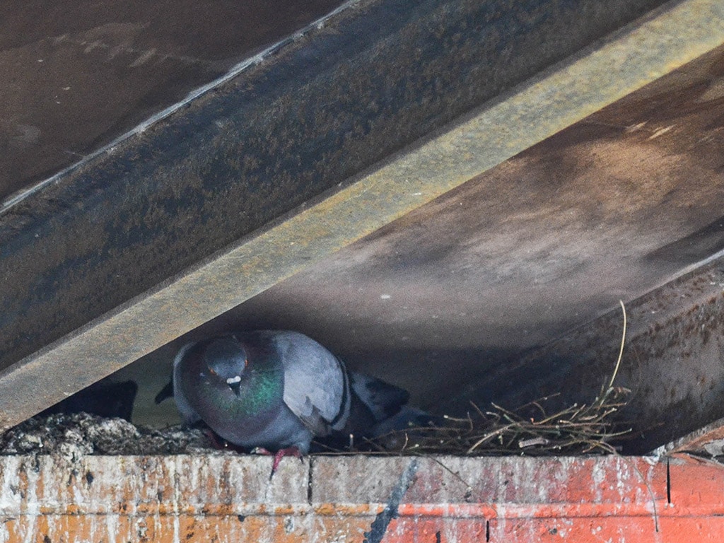 Pigeon Nesting Preference Toronto