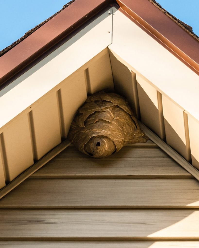 Wasp Nesting Habits