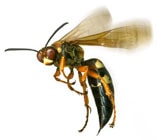 Wasp Bee Removal Services Toronto