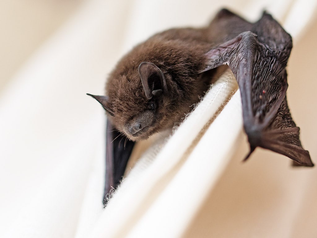 Why Hire Pestend for Big Brown Bat Removal Toronto