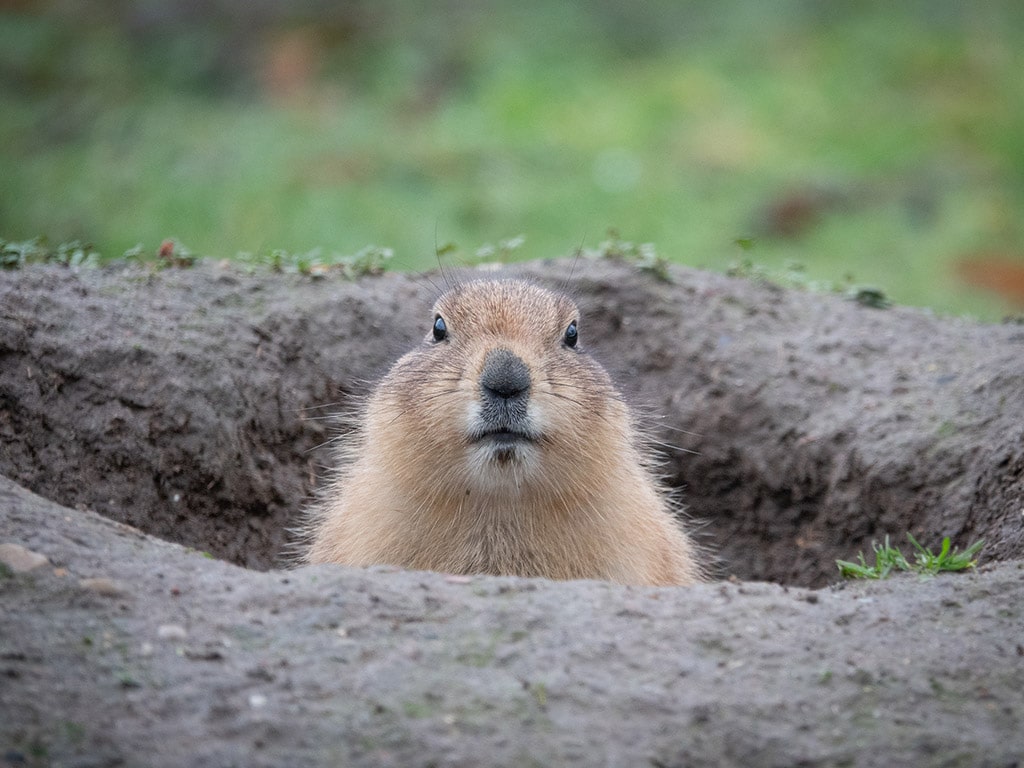 Why Hire Pestend For Groundhog Removal Toronto