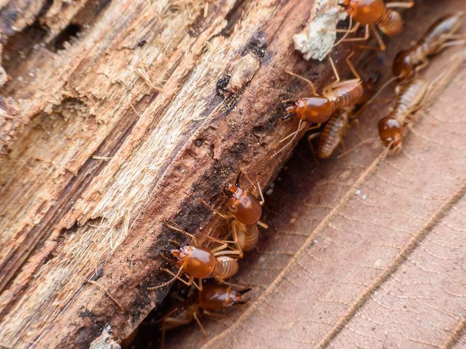 Dampwood Termites Toronto