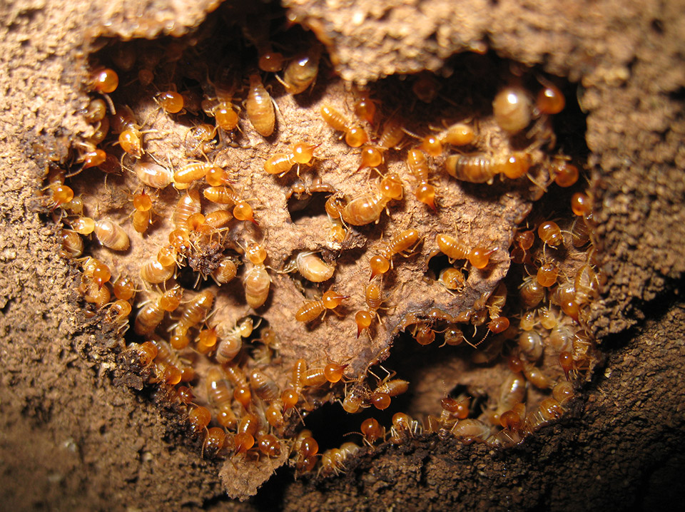 Subterranean Termites Toronto