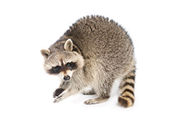 Raccoon Removal Services Toronto