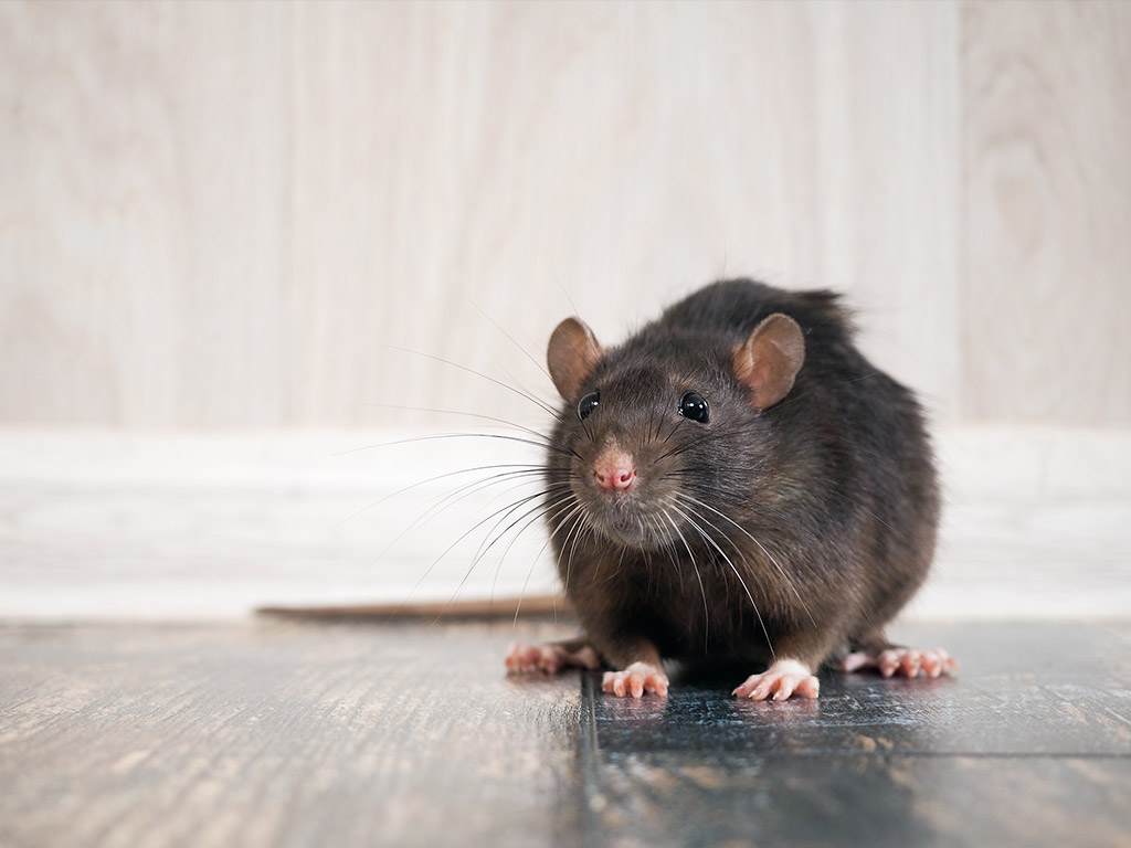 Norway Rats Extermination Toronto